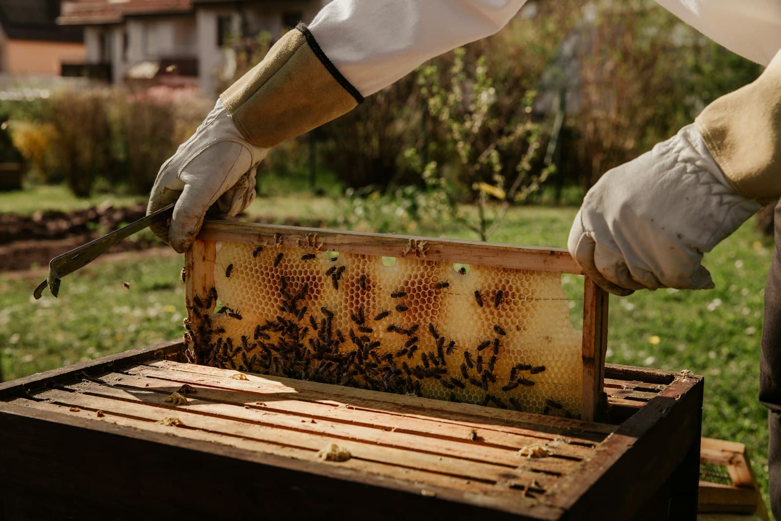 Inspecting a frame — the work behind every kilogram of honey