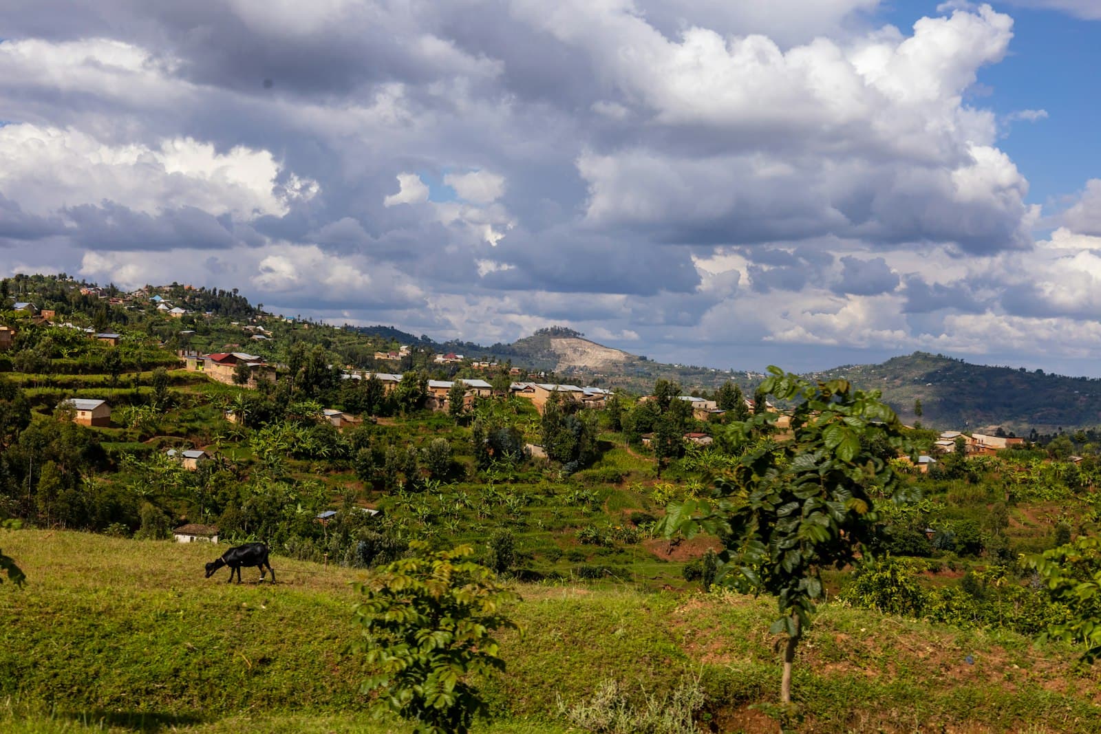 Eastern Province countryside — where BeezBaze hives are sited