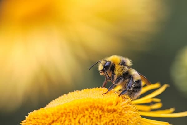 Bee at work — the smallholder's quiet partner